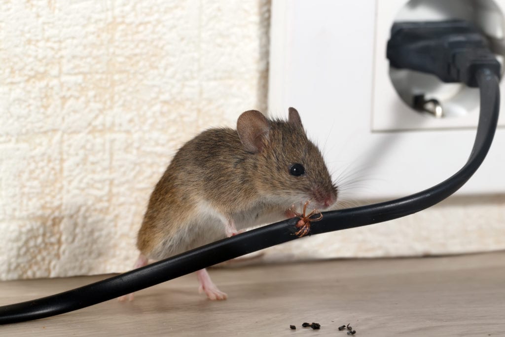 دور کردن موش بدون کشتن