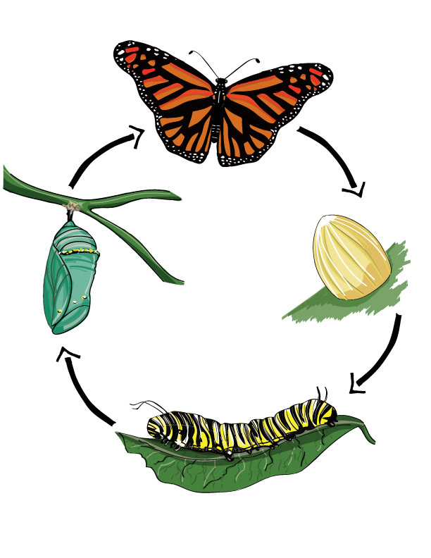 چرخه حشرات و پروانه