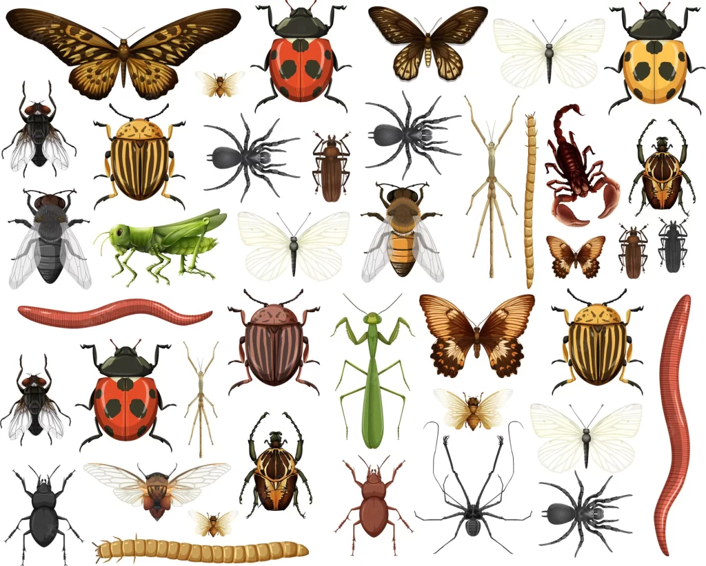 عکس انواع حشرات