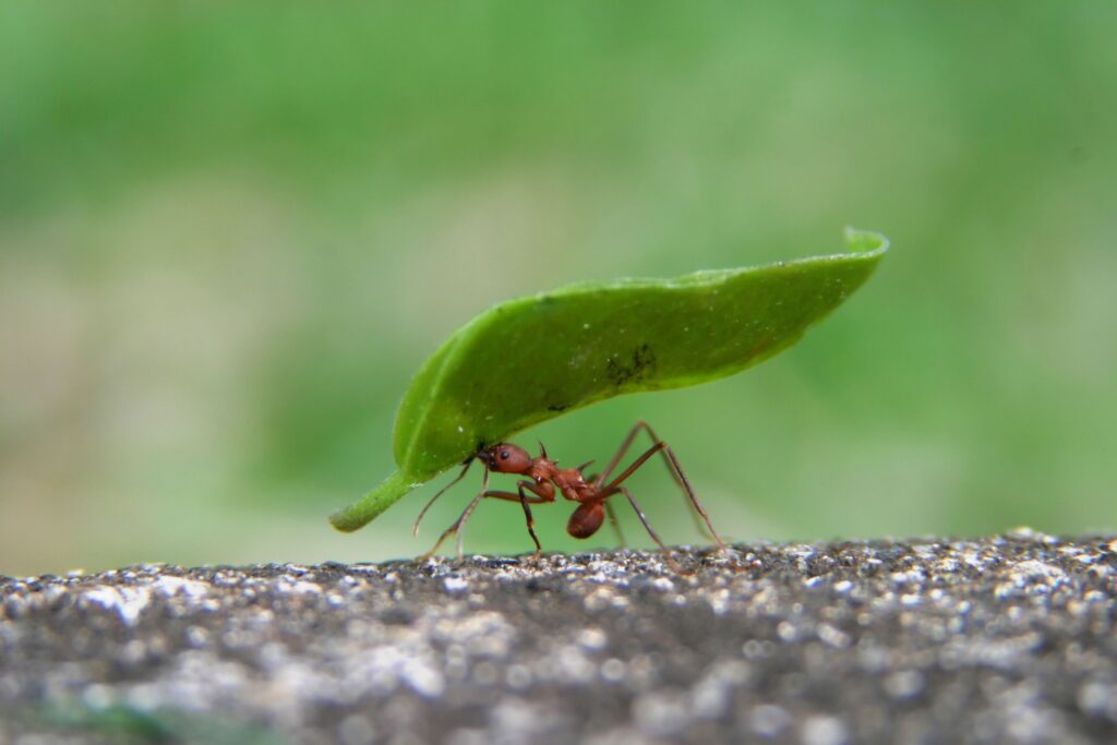 حمل غذا توسط مورچه