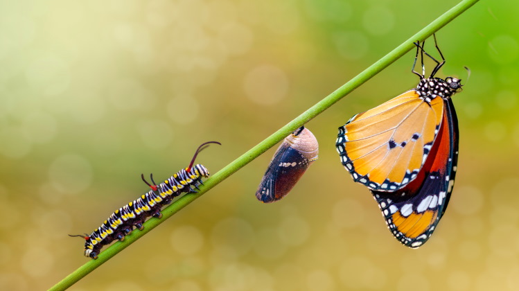 چرخه و نحوه زندگی حشرات