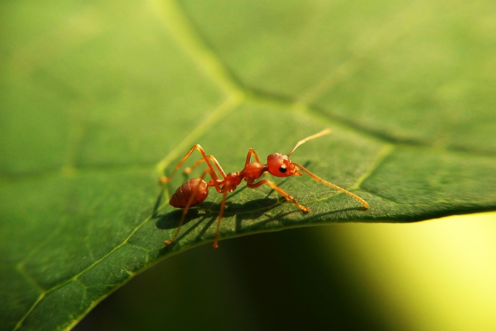 مورچه در طبیعت